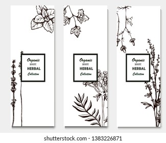 Herbal illustration on label packaging design. Hand drawn vector botanic banner. Mint, lavender, chamomile