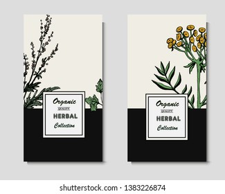Herbal illustration on label packaging design. Hand drawn vector botanic banner. Tansy, parsley