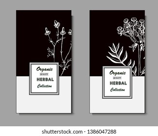 Herbal illustration on label packaging design. Hand drawn vector botanic banner, tansy, chamomile
