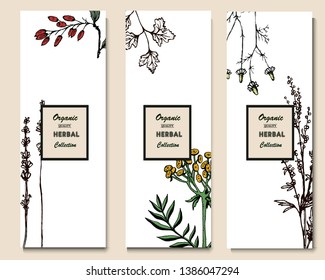 Herbal illustration on label packaging design. Hand drawn vector botanic banner. Lavender, chamomile, barberry, parsley, tansy