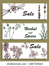 Herbal illustration on label packaging design. Hand drawn vector botanic banner. Dill, mint, lavender, thyme, parsley, tansy, chamomile
