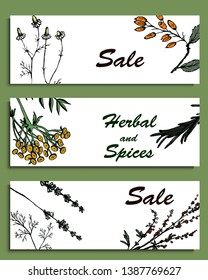Herbal illustration on label packaging design. Hand drawn vector botanic banner. Dill, mint, lavender, thyme, parsley, tansy, chamomile, barberry