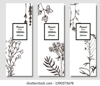 Herbal illustration on label packaging design. Hand drawn vector botanic banner. Lavender, thyme, parsley, tansy, chamomile