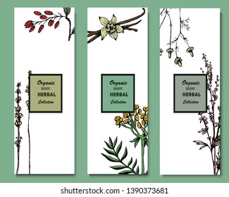 Herbal illustration on label packaging design. Hand drawn vector botanic banner. Lavender, tansy, chamomile, barberry