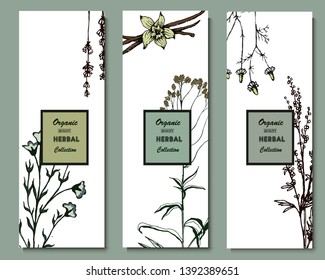 Herbal illustration on label packaging design. Hand drawn vector botanic banner. Lavender, wormwood, chamomile