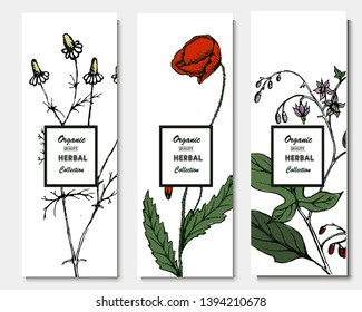 Herbal illustration on label packaging design. Hand drawn vector botanic set. Poppy, tansy, chamomile