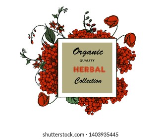 Herbal illustration on label packaging design. Hand drawn vector botanic banner. Poppy, viburnum