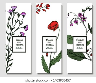 Herbal illustration on label packaging design. Hand drawn vector botanic set. Poppy, chamomile, barberry