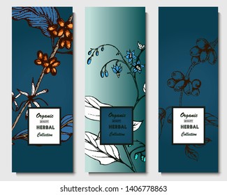 Herbal illustration on label packaging design. Hand drawn vector botanic set. Coffee 