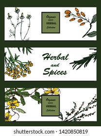 Herbal illustration on label packaging design. Hand drawn vector botanic set. Thyme, tansy, chamomile, barberry
