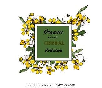 Herbal illustration on label packaging design. Hand drawn vector botanic banner. 