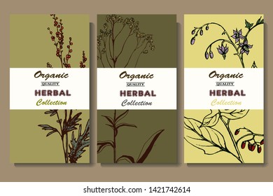 Herbal illustration on label packaging design. Hand drawn vector botanic set. 