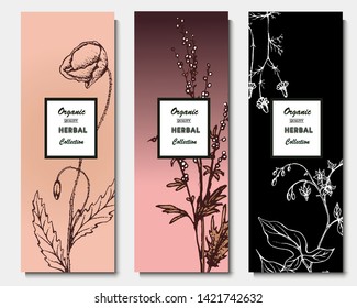 Herbal illustration on label packaging design. Hand drawn vector botanic set. 