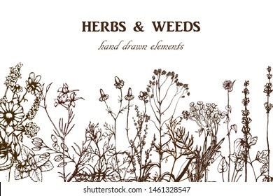Herbal illustration on label packaging design. Hand drawn vector botanic set with flowers