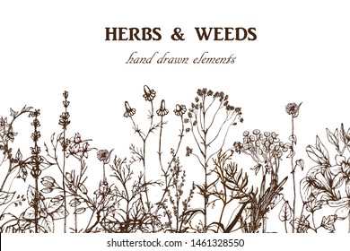 Herbal illustration on label packaging design. Hand drawn vector botanic set with flowers