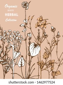 Herbal illustration on label packaging design. Hand drawn vector botanic set with flowers