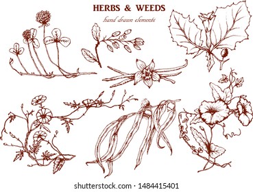 Herbal illustration on label packaging design. Hand drawn vector botanic set with curly flowers 