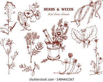 Herbal illustration on label packaging design. Hand drawn vector botanic set with curly flowers