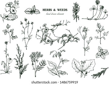 Herbal illustration on label packaging design. Hand drawn vector botanic set with curly flowers 
