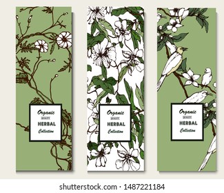 Herbal illustration on label packaging design. Hand drawn vector botanic set with curly flowers and birds