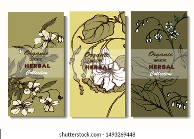 Herbal illustration on label packaging design. Hand drawn vector botanic set with curly flowers 