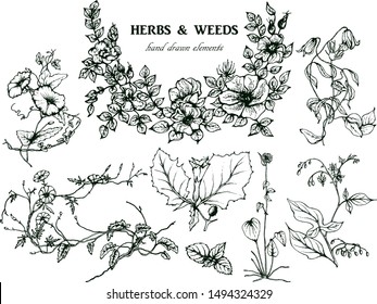 Herbal illustration on label packaging design. Hand drawn vector botanic set with curly flowers