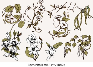 Herbal illustration on label packaging design. Hand drawn vector botanic set with curly flowers 