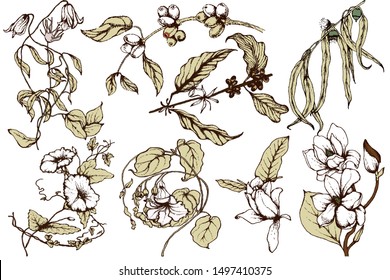 Herbal illustration on label packaging design. Hand drawn vector botanic set with curly flowers 