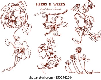 Herbal illustration on label packaging design. Hand drawn vector botanic set with flowers. 