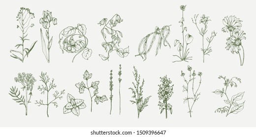 Herbal illustration on label packaging design. Hand drawn vector botanic set with flowers. Wedding invitation