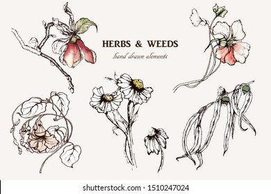 Herbal illustration on label packaging design. Hand drawn vector botanic set with flowers 
