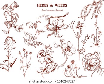 Herbal illustration on label packaging design. Hand drawn vector botanic set with flowers 