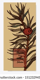 Herbal illustration on label packaging design. Hand drawn vector botanic set with flowers 
