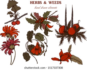 Herbal illustration on label packaging design. Hand drawn vector botanic set with flowers. 