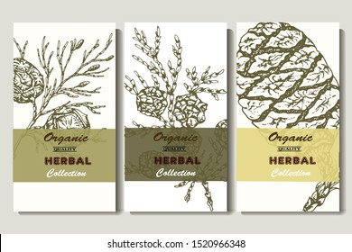 Herbal illustration on label packaging design. Hand drawn vector botanic set with branch and cone, invitation