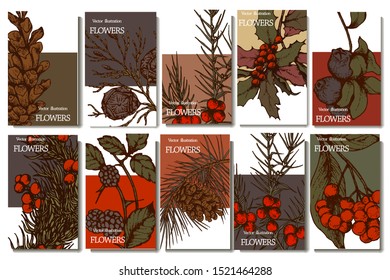 Herbal illustration on label packaging design. Hand drawn vector botanic set with branch, flowers and cone, invitation