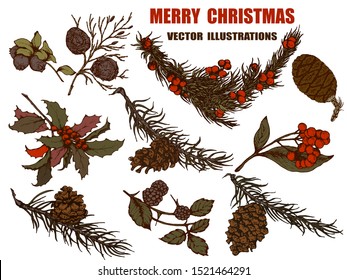 Herbal illustration on label packaging design. Hand drawn vector botanic set with branch, flowers and cone, invitation
