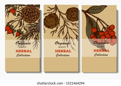 Herbal illustration on label packaging design. Hand drawn vector botanic set with branch, flowers and cone, invitation