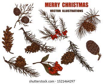 Herbal illustration on label packaging design. Hand drawn vector botanic set with branch and cone, invitation
