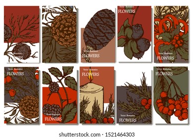 Herbal illustration on label packaging design. Hand drawn vector botanic set with branch, flowers and cone, invitation