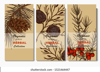 Herbal illustration on label packaging design. Hand drawn vector botanic set with branch and cone, invitation