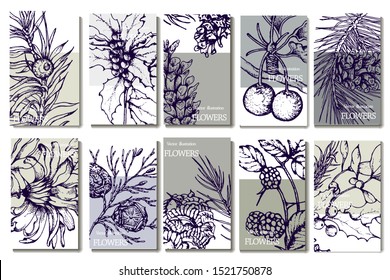 Herbal illustration on label packaging design. Hand drawn vector botanic set with branch, flowers and cone, invitation