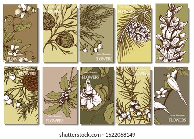 Herbal illustration on label packaging design. Hand drawn vector botanic set with branch, birds, flowers and cone, invitation