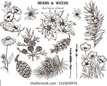 Herbal illustration on label packaging design. Hand drawn vector botanic set with branch, flowers, invitation