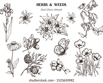 Herbal illustration on label packaging design. Hand drawn vector botanic set with branch, flowers, invitation