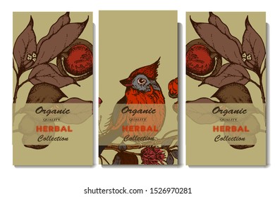 Herbal illustration on label packaging design. Hand drawn vector botanic set with branch, flowers,