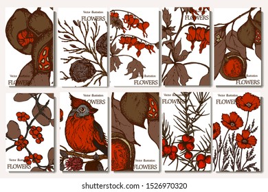 Herbal illustration on label packaging design. Hand drawn vector botanic set with branch, flowers, bird, cone.