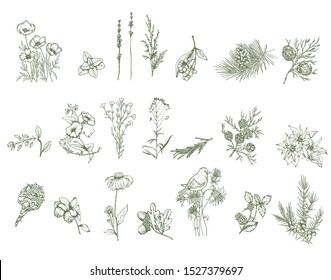 Herbal illustration on label packaging design. Hand drawn vector botanic set with branch, flowers, bird, cone.