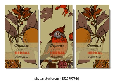 Herbal illustration on label packaging design. Hand drawn vector botanic set with branch, flowers, oranges.