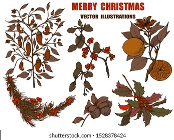 Herbal illustration on label packaging design. Hand drawn vector botanic set with branch, flowers, oranges.